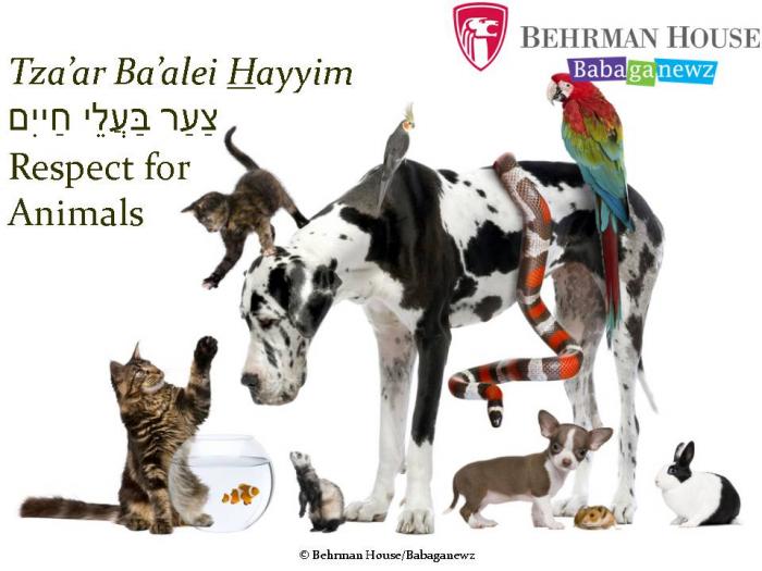 Respect for Animals PowerPoint Behrman House Publishing